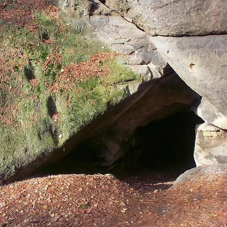 Hortenzie