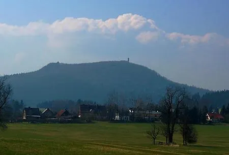 Hortenzie