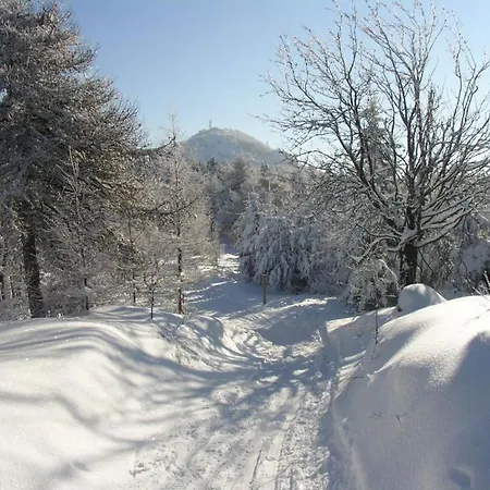 Hortenzie *