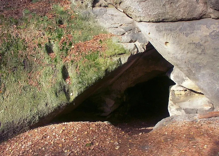 Hortenzie