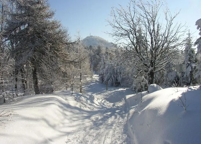 Hortenzie *